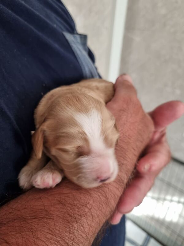 Cockerpoo f2 puppies - Image 4 of 5