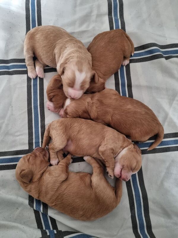 Cockerpoo f2 puppies - Image 5 of 5