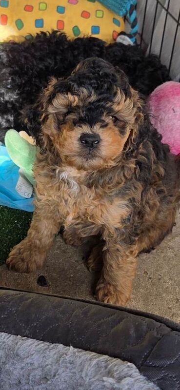 Cockerpoo F2b