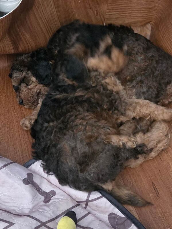 Cockerpoo F2b - Image 2 of 6