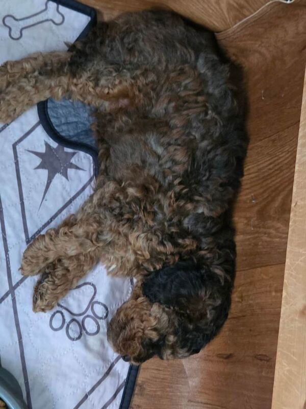 Cockerpoo F2b - Image 3 of 6
