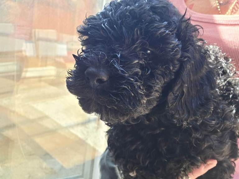 Cockerpoo F2b - Image 4 of 6