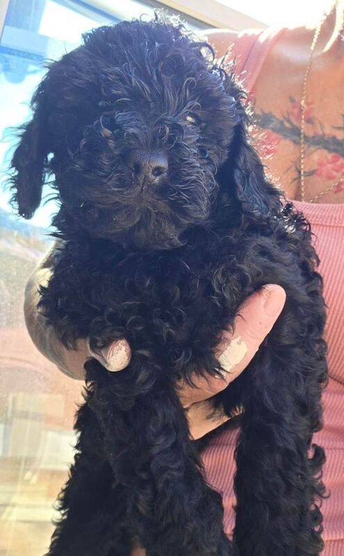Cockerpoo F2b - Image 5 of 6