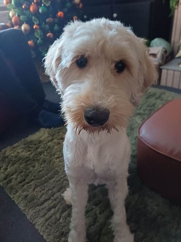 Cockapoo puppies for sale in Biddulph, Staffordshire – 2 years old