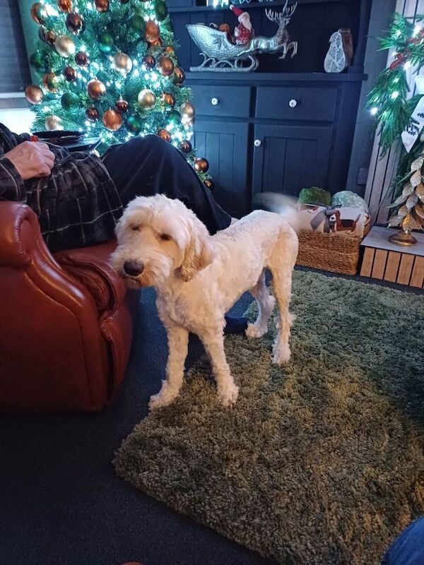 Cockapoo puppies for sale in Biddulph, Staffordshire – 2 years old - Image 2 of 2