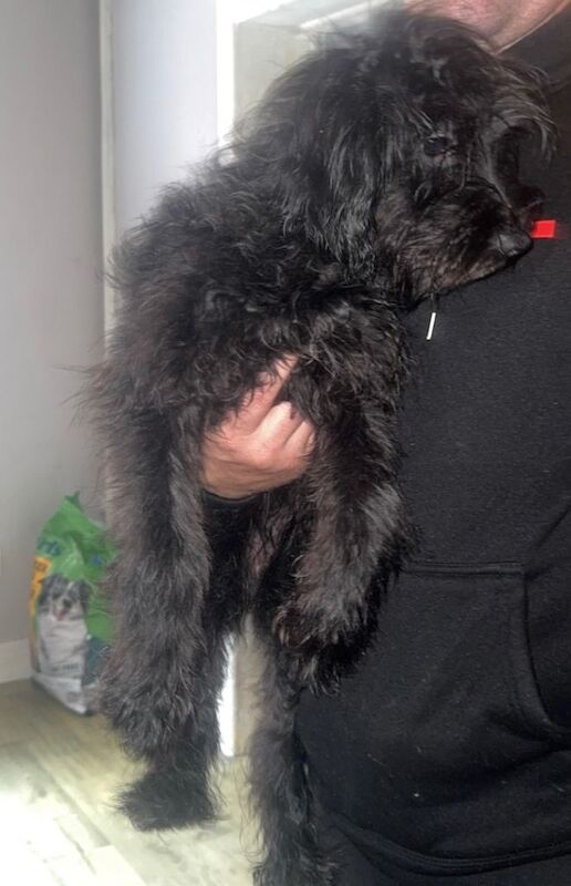 Cockerpoo girls - Image 2 of 3