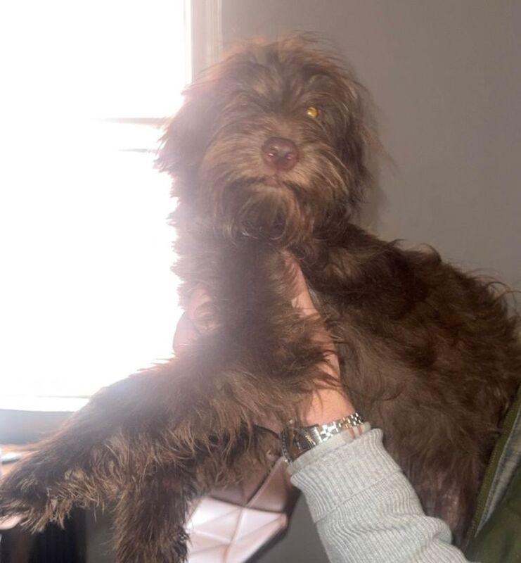 Cockerpoo girls - Image 3 of 3