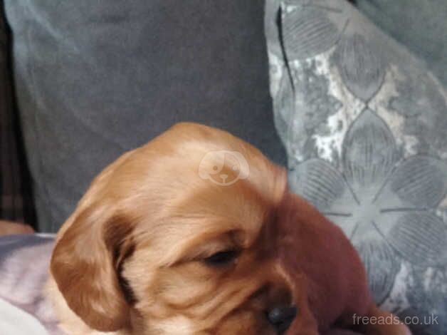 Cockapoo puppies for sale in Barnsley, South Yorkshire – 1 year old - Image 2 of 4
