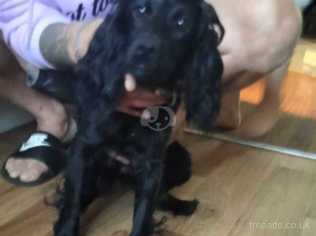 Cockapoo puppies for sale in Barnsley, South Yorkshire – 1 year old - Image 3 of 4