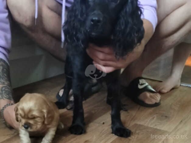 Cockapoo puppies for sale in Barnsley, South Yorkshire – 1 year old - Image 4 of 4