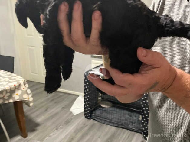 Cockapoo puppies for sale in Rotherham, South Yorkshire – 1 year old - Image 2 of 3