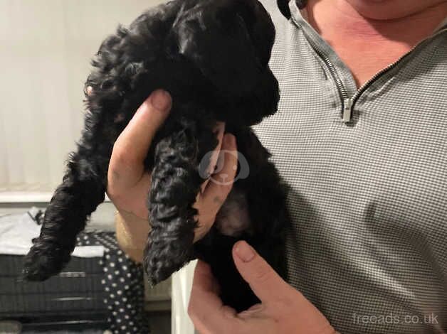 Cockapoo puppies for sale in Rotherham, South Yorkshire – 1 year old - Image 3 of 3