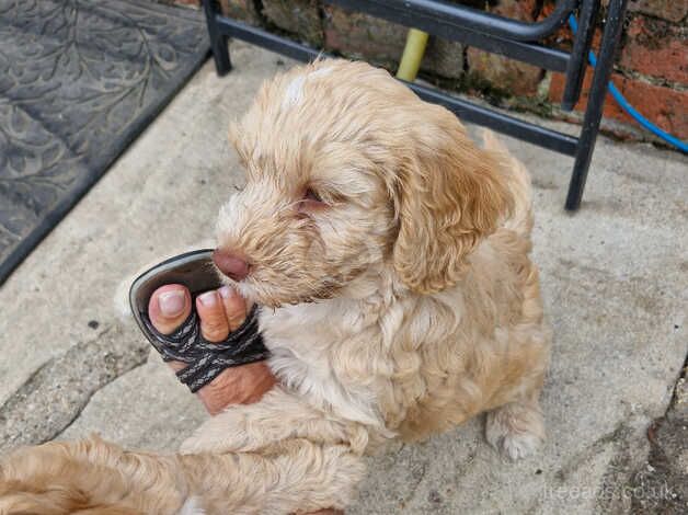 Cockapoo puppies for sale in Sturminster Newton, Dorset – 1 year old - Image 1 of 5