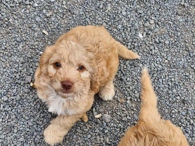 Cockapoo puppies for sale in Sturminster Newton, Dorset – 1 year old - Image 3 of 5