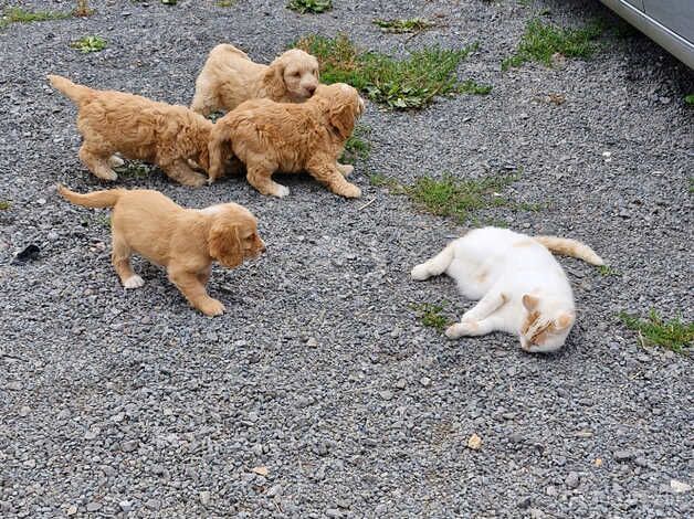Cockapoo puppies for sale in Sturminster Newton, Dorset – 1 year old - Image 5 of 5
