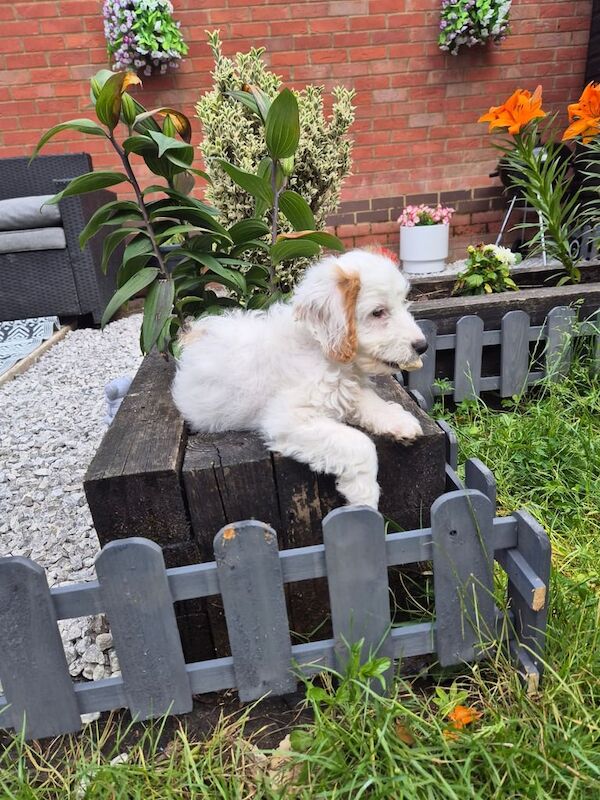 Cockerpoo pup for sale in Southampton, Hampshire | Image 2
