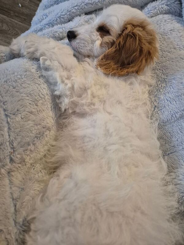 Cockerpoo pup for sale in Southampton, Hampshire | Image 3