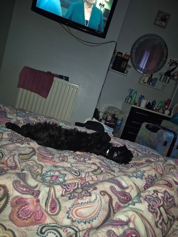 Cockapoo puppies for sale in Wolverhampton, West Midlands – 6 months old - Image 2 of 3