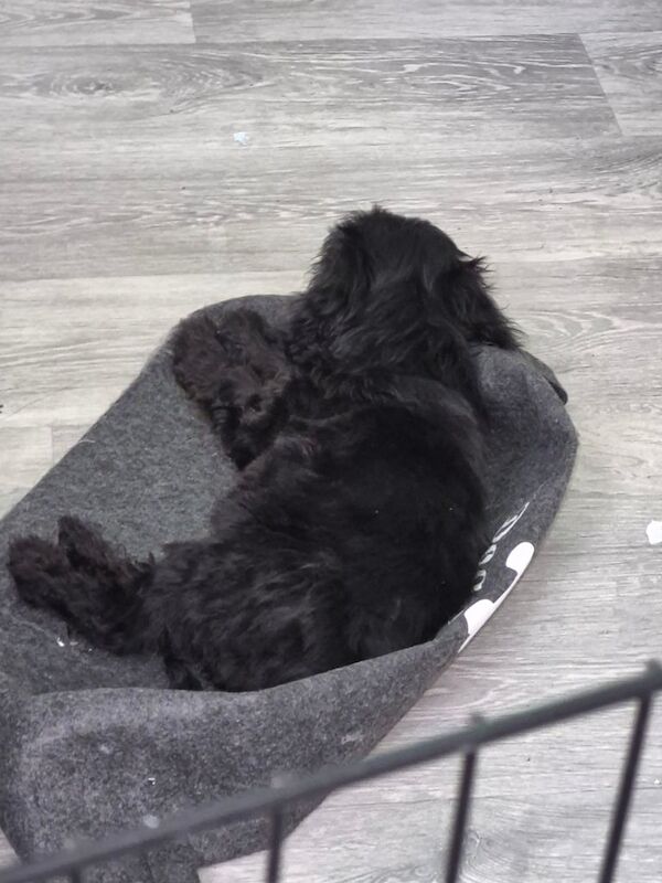 Cockapoo puppies for sale in Wolverhampton, West Midlands – 6 months old - Image 3 of 3