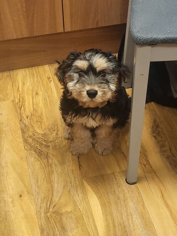 Cockapoo puppies for sale in Chelmsley Wood, West Midlands – 3 months old