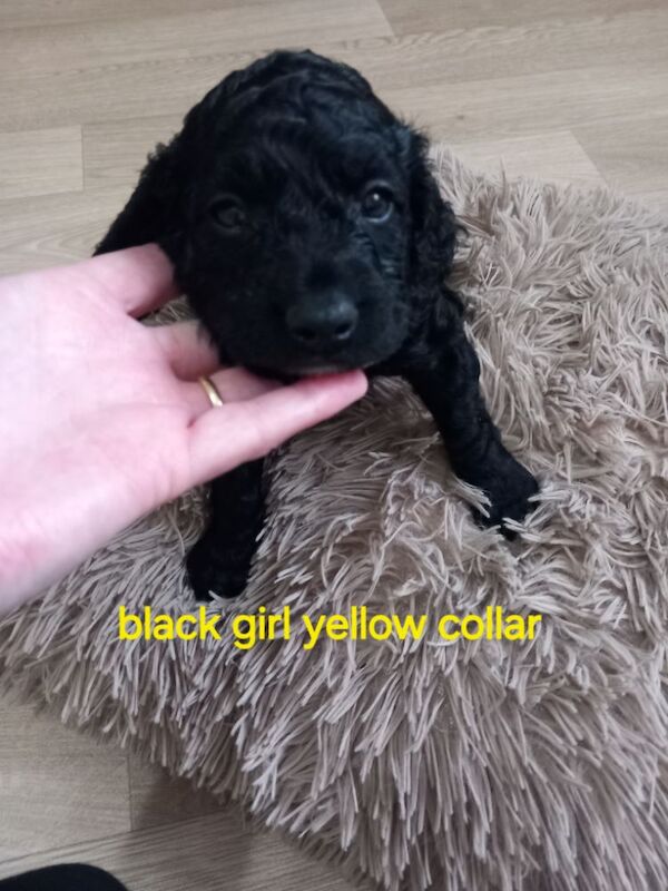 Cockapoo puppies for sale in Pontardawe, West Glamorgan – 4 weeks old