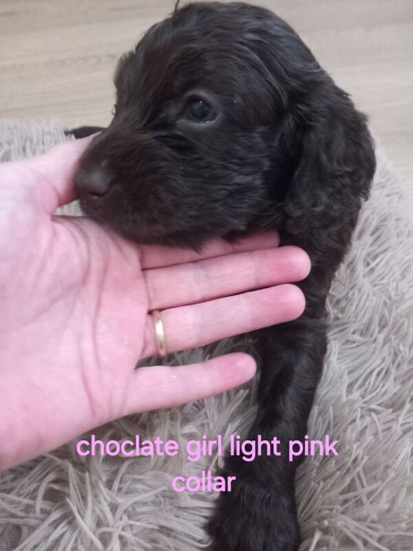 Cockapoo puppies for sale in Pontardawe, West Glamorgan – 4 weeks old - Image 3 of 14