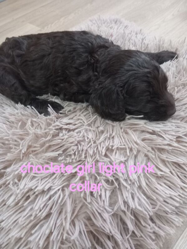 Cockapoo puppies for sale in Pontardawe, West Glamorgan – 4 weeks old - Image 4 of 14