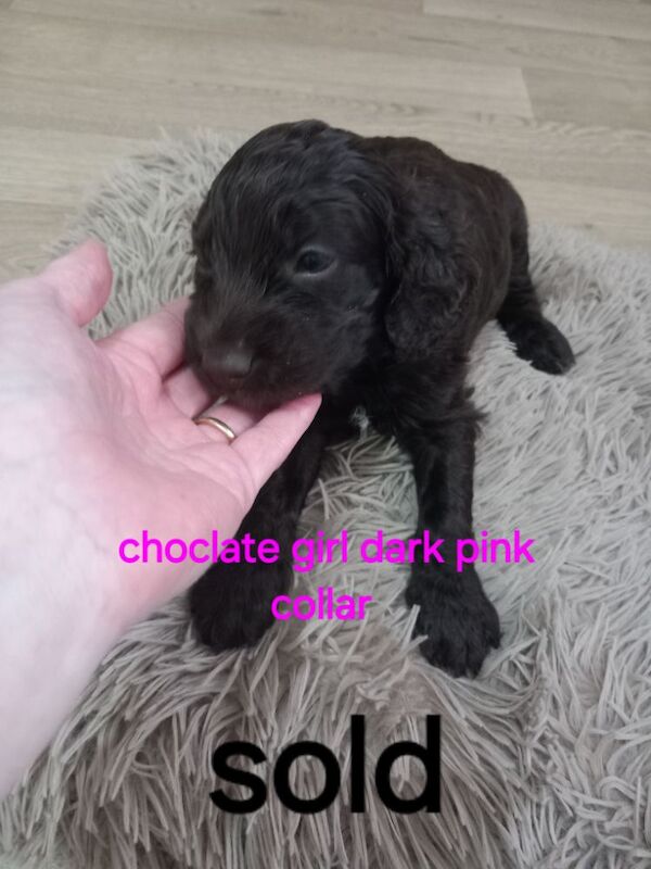 Cockapoo puppies for sale in Pontardawe, West Glamorgan – 4 weeks old - Image 5 of 14