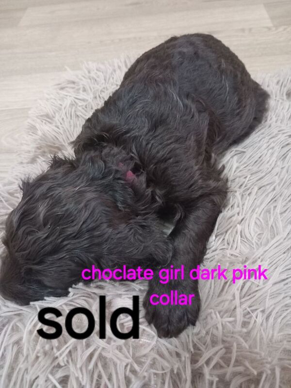 Cockapoo puppies for sale in Pontardawe, West Glamorgan – 4 weeks old - Image 6 of 14