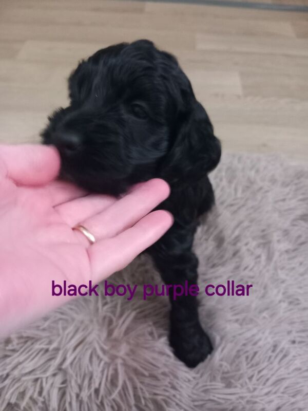Cockapoo puppies for sale in Pontardawe, West Glamorgan – 4 weeks old - Image 7 of 14