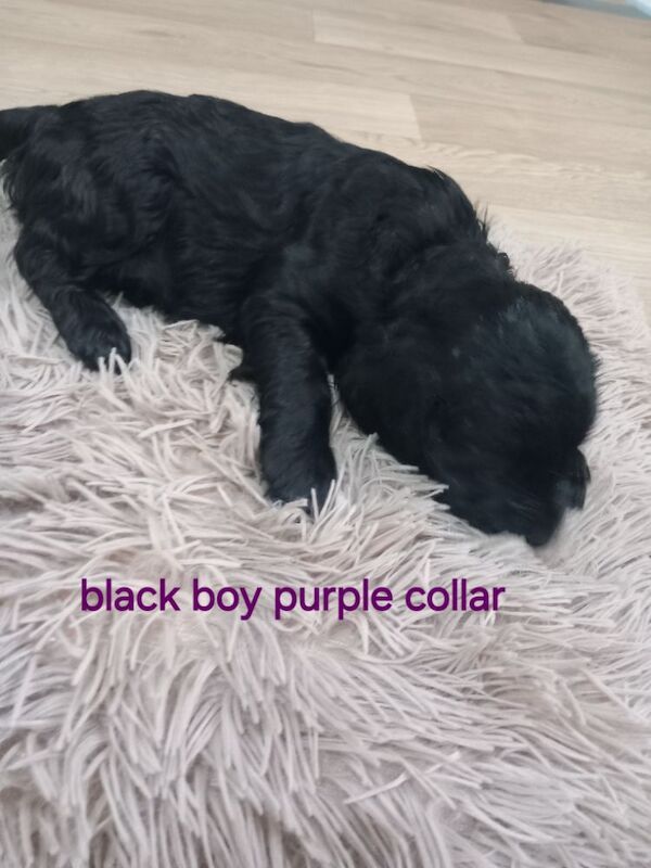 Cockapoo puppies for sale in Pontardawe, West Glamorgan – 4 weeks old - Image 8 of 14