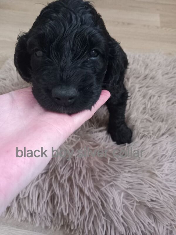 Cockapoo puppies for sale in Pontardawe, West Glamorgan – 4 weeks old - Image 9 of 14