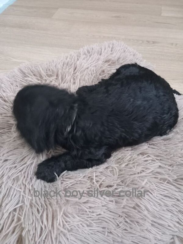 Cockapoo puppies for sale in Pontardawe, West Glamorgan – 4 weeks old - Image 10 of 14