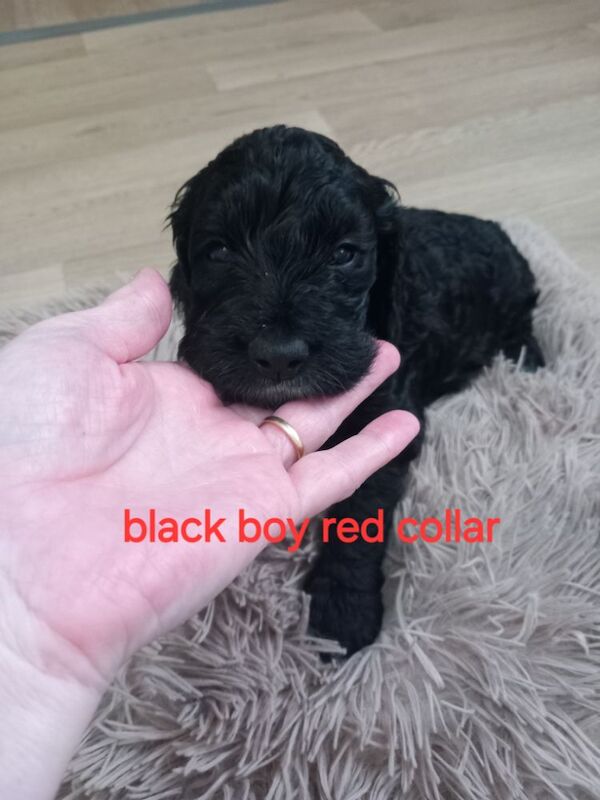 Cockapoo puppies for sale in Pontardawe, West Glamorgan – 4 weeks old - Image 11 of 14