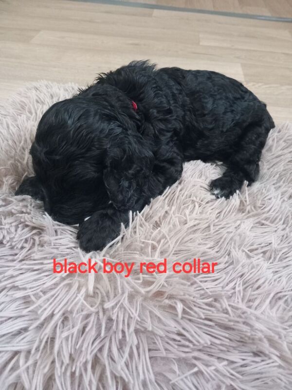 Cockapoo puppies for sale in Pontardawe, West Glamorgan – 4 weeks old - Image 12 of 14