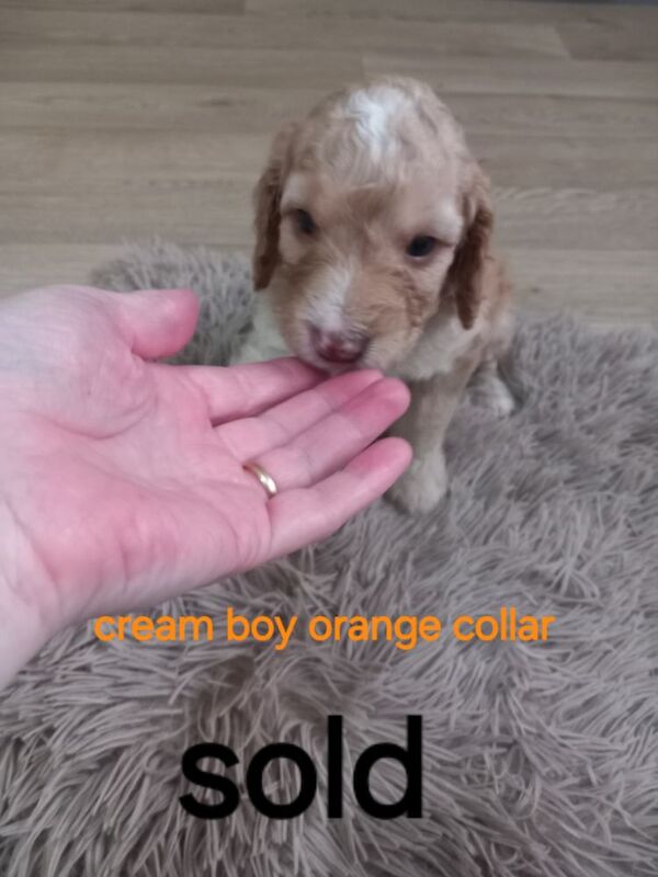 Cockapoo puppies for sale in Pontardawe, West Glamorgan – 4 weeks old - Image 13 of 14