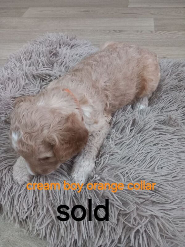 Cockapoo puppies for sale in Pontardawe, West Glamorgan – 4 weeks old - Image 14 of 14