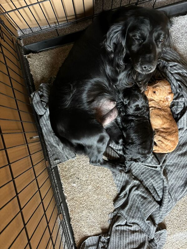 Cockapoo puppies for sale in Kingston upon Hull, East Riding of Yorkshire – 1 year old - Image 2 of 3