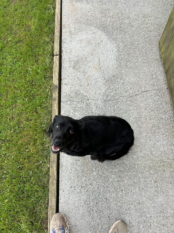 Cockapoo puppies for sale in Kingston upon Hull, East Riding of Yorkshire – 1 year old - Image 3 of 3