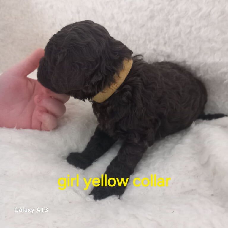 Cockapoo puppies for sale in Pontardawe, Neath Port Talbot – 1 year old - Image 2 of 2