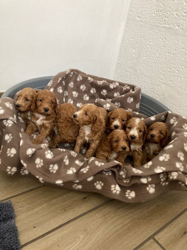 Cockerpoo puppies for sale in Coventry, West Midlands