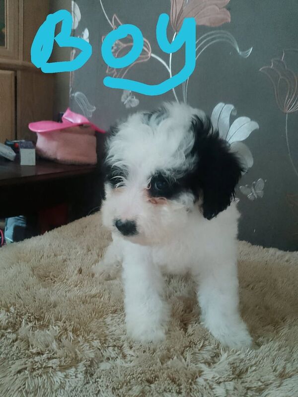 Cockerpoo puppies for sale in Crewe, Cheshire - Image 2