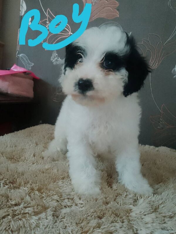 Cockerpoo puppies for sale in Crewe, Cheshire - Image 3