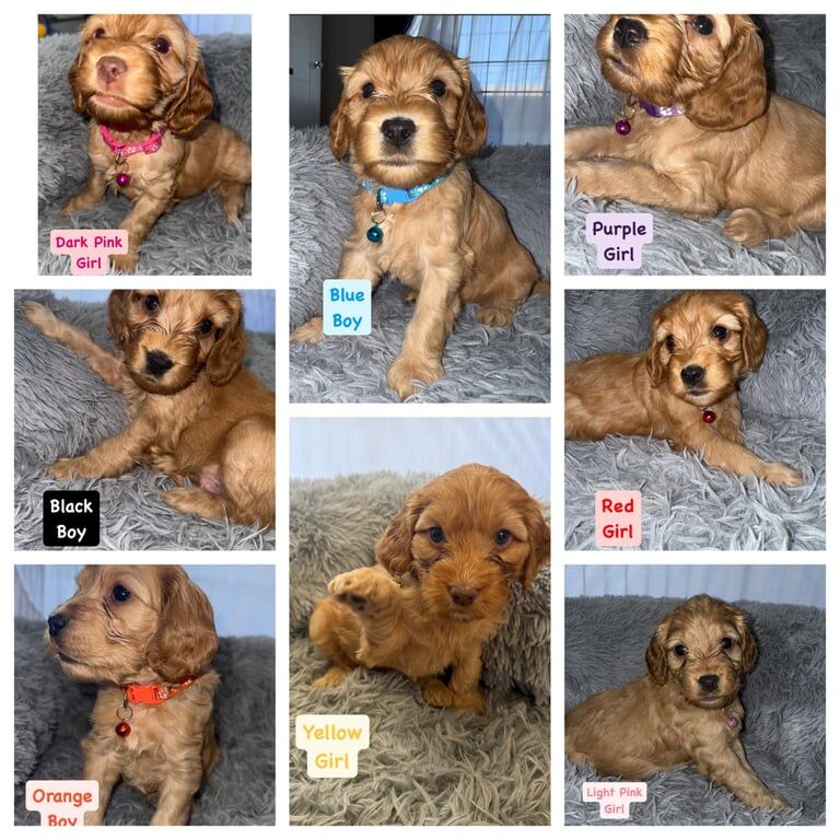 Cockerpoo puppies for sale in Newtownabbey, County Antrim