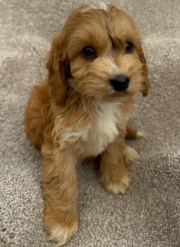 Cockapoo puppies for sale in Shepherd's Bush, Greater London – 4 weeks old