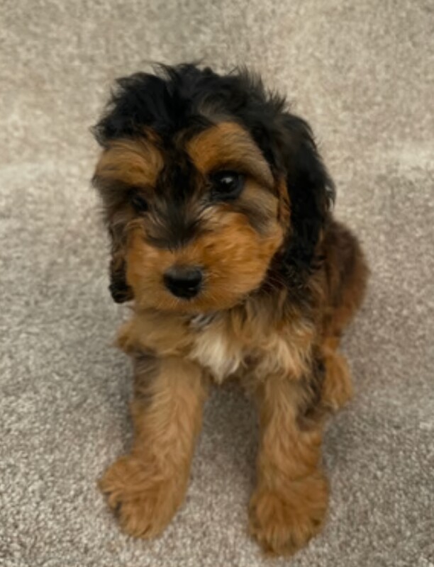 Cockapoo puppies for sale in Shepherd's Bush, Greater London – 4 weeks old - Image 2 of 3