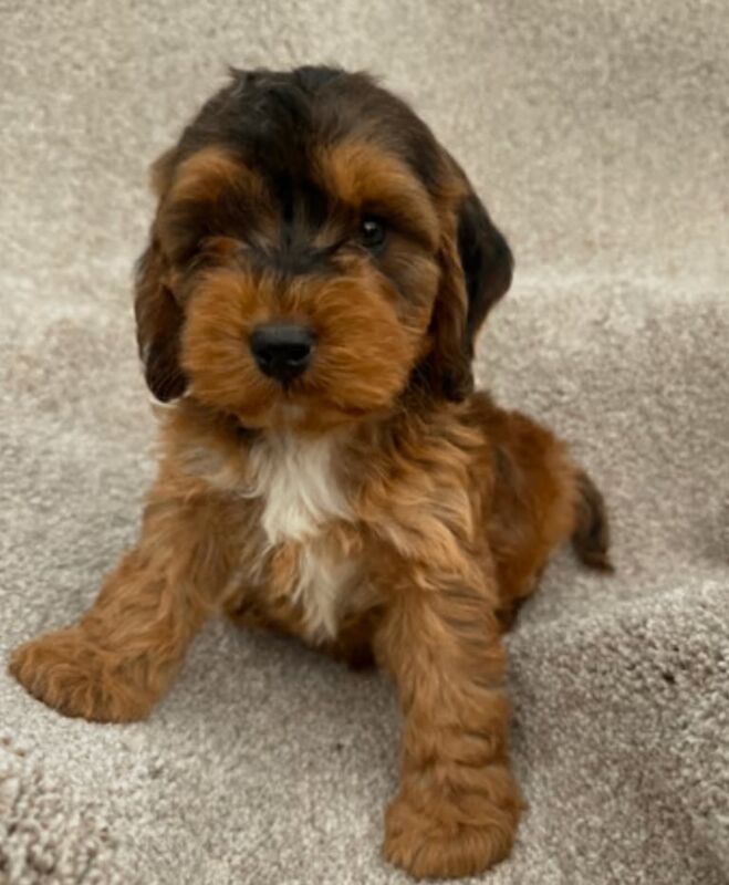 Cockapoo puppies for sale in Shepherd's Bush, Greater London – 4 weeks old - Image 3 of 3