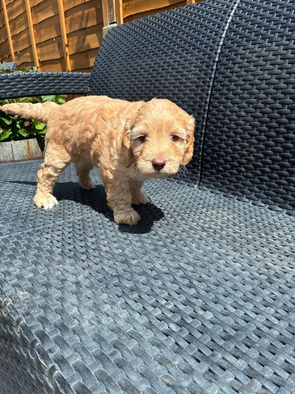 Cockapoo puppies for sale in Barwell, Leicestershire – 6 weeks old