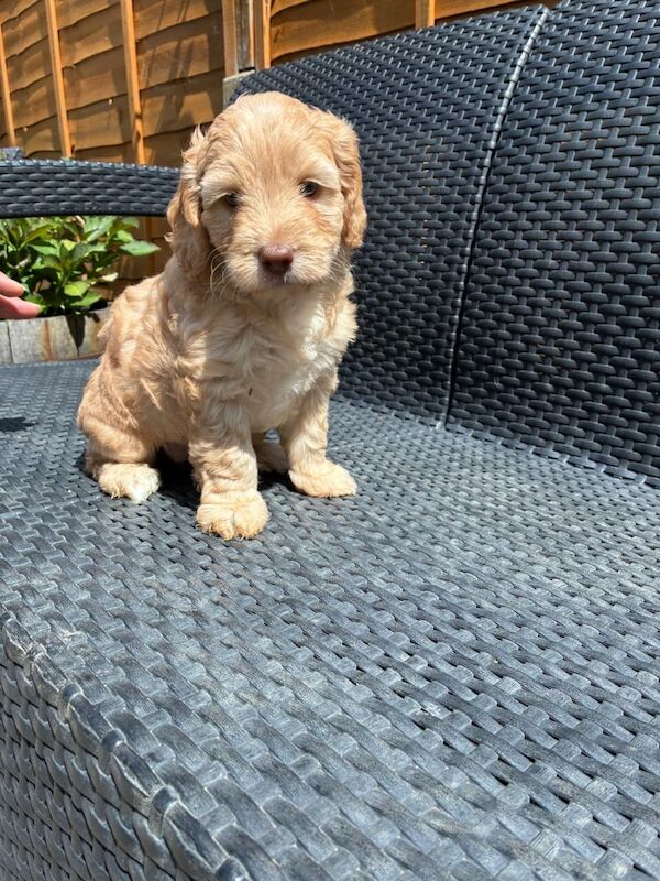 Cockapoo puppies for sale in Barwell, Leicestershire – 6 weeks old - Image 2 of 3