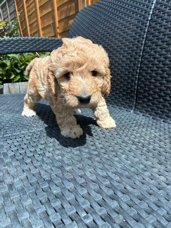 Cockapoo puppies for sale in Barwell, Leicestershire – 6 weeks old - Image 3 of 3
